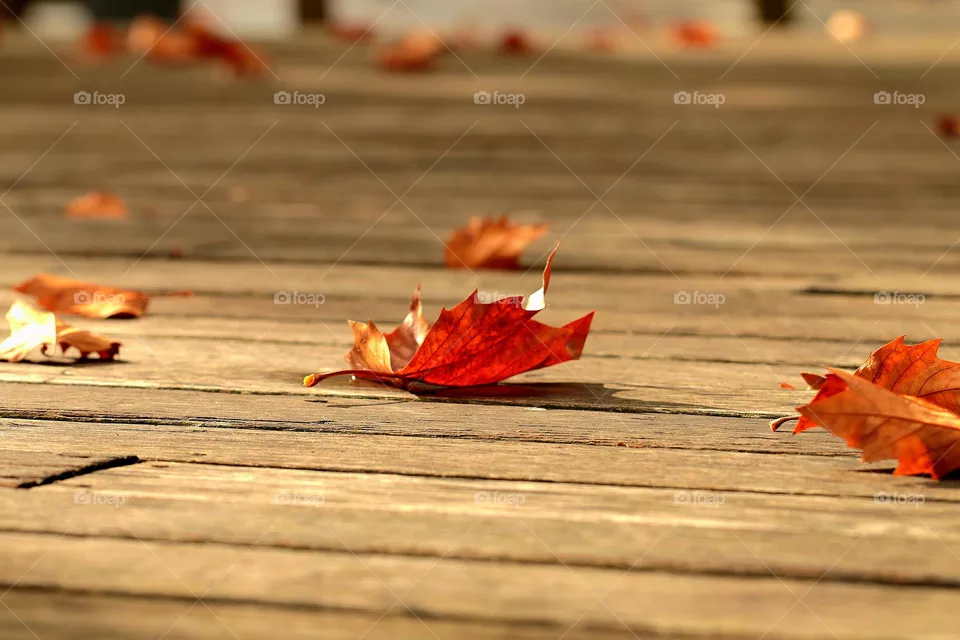 Blatt auf Holzboden