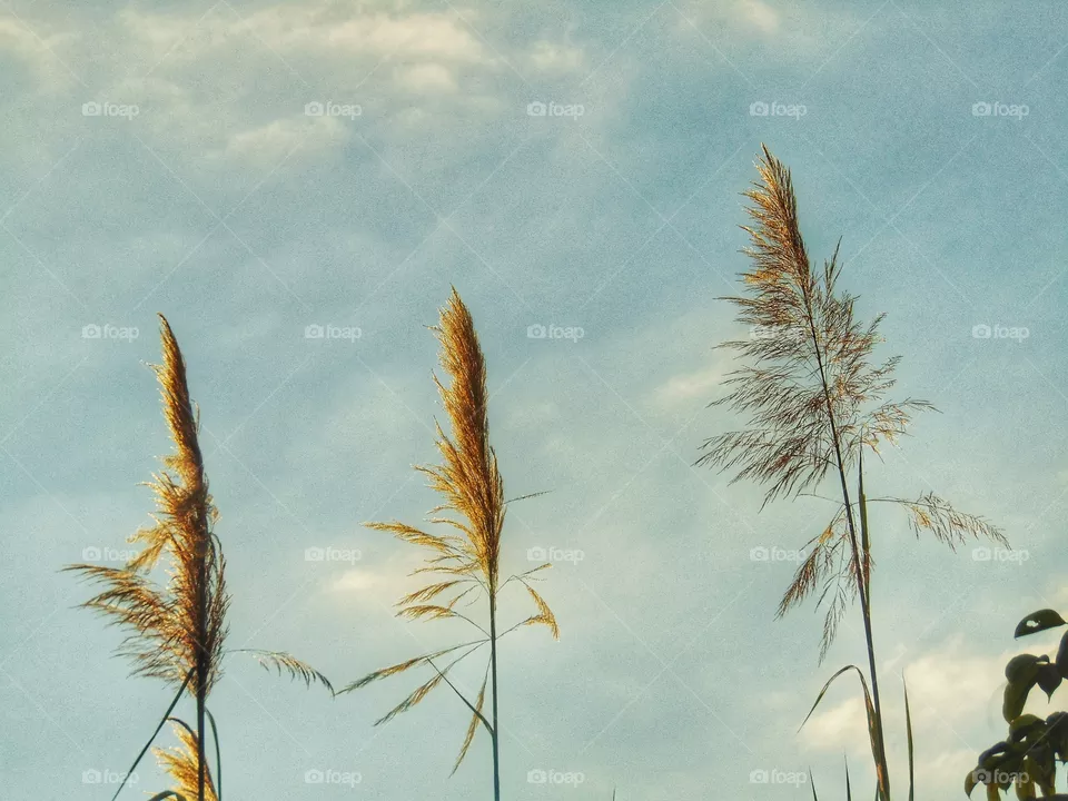 seeds
