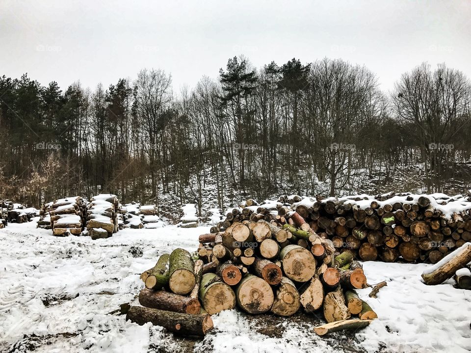 Tree, Environment, Winter, Landscape, Tree Log