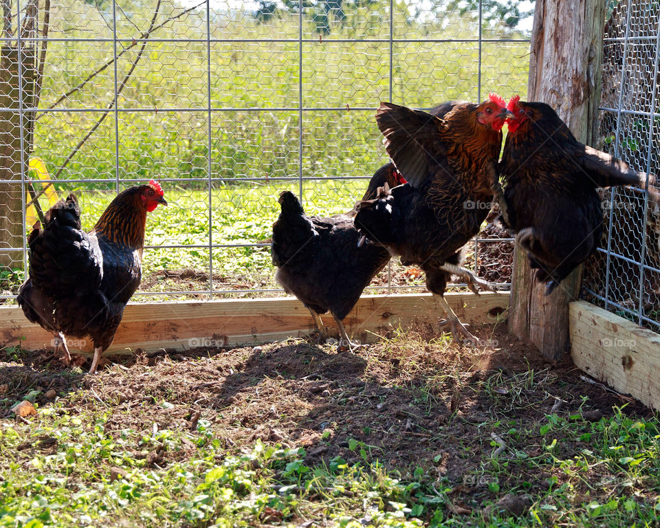 animals farm chicken fight by hollyau92