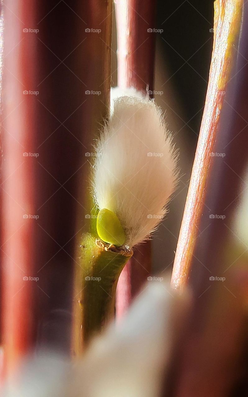 catkins branches