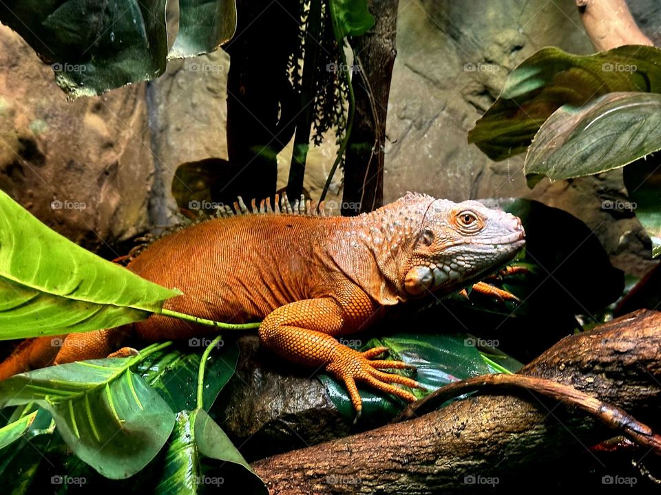 Amazing orange Iguana with a green head, prostrate on a branch in the middle of the jungle.