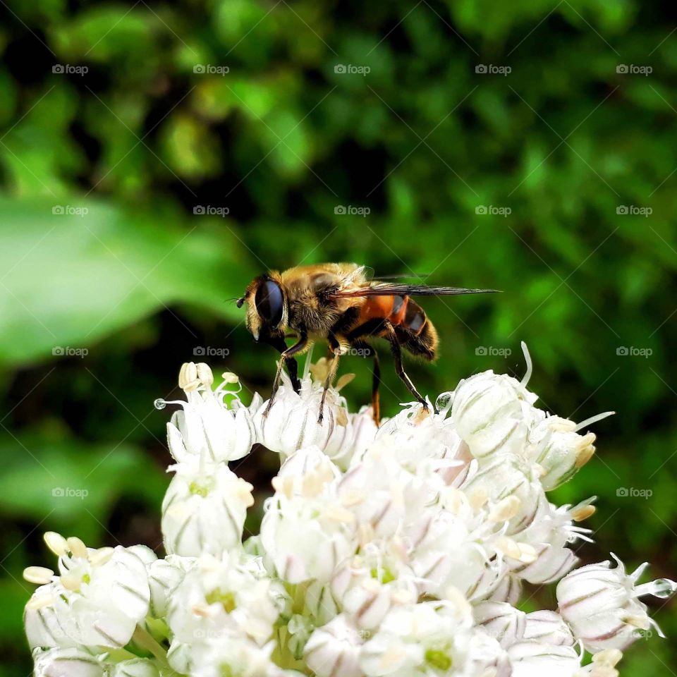 Beautiful is the process of nature, pollination in progress