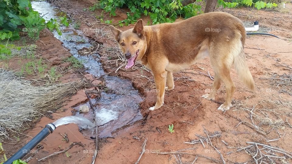 Old Dog at Water Pipe in Vineyard