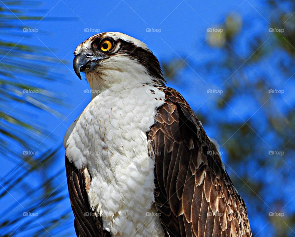 Birds & Bees - Nature in Motion - Birds in action - OSPREY cautiously looking for a meal - Birds steer mainly with their tails, and some use their wings for precise maneuvers