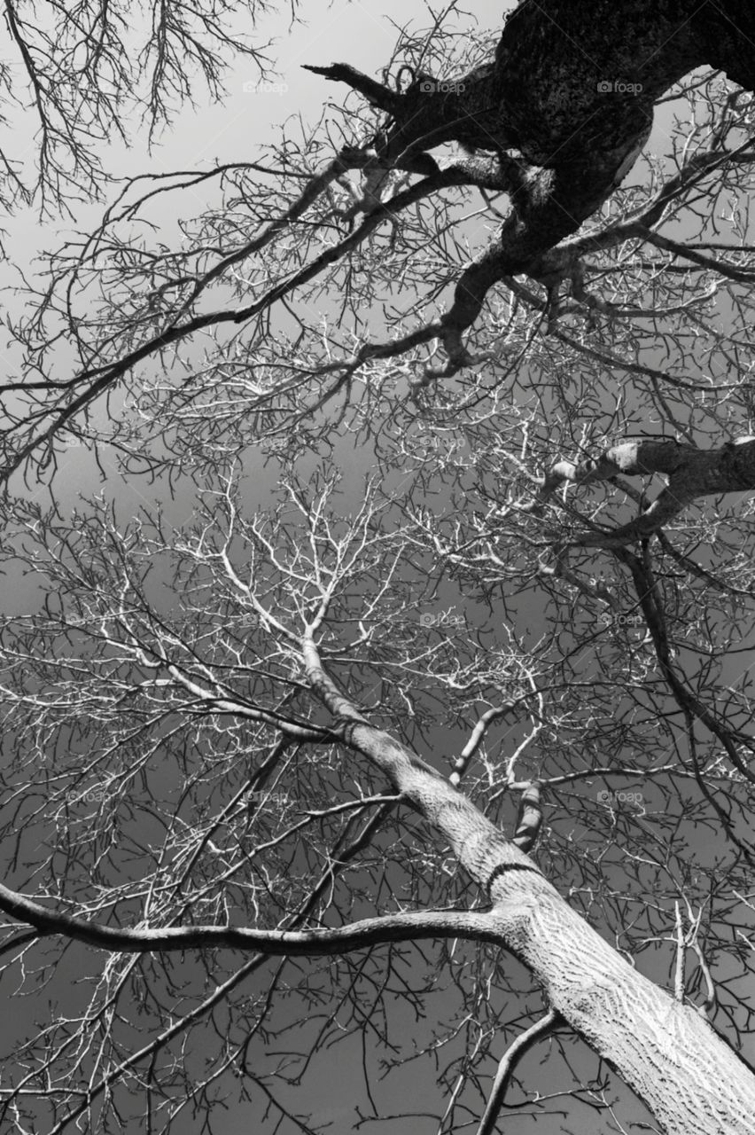 trees in black and white. Springtime in lancaster pa 