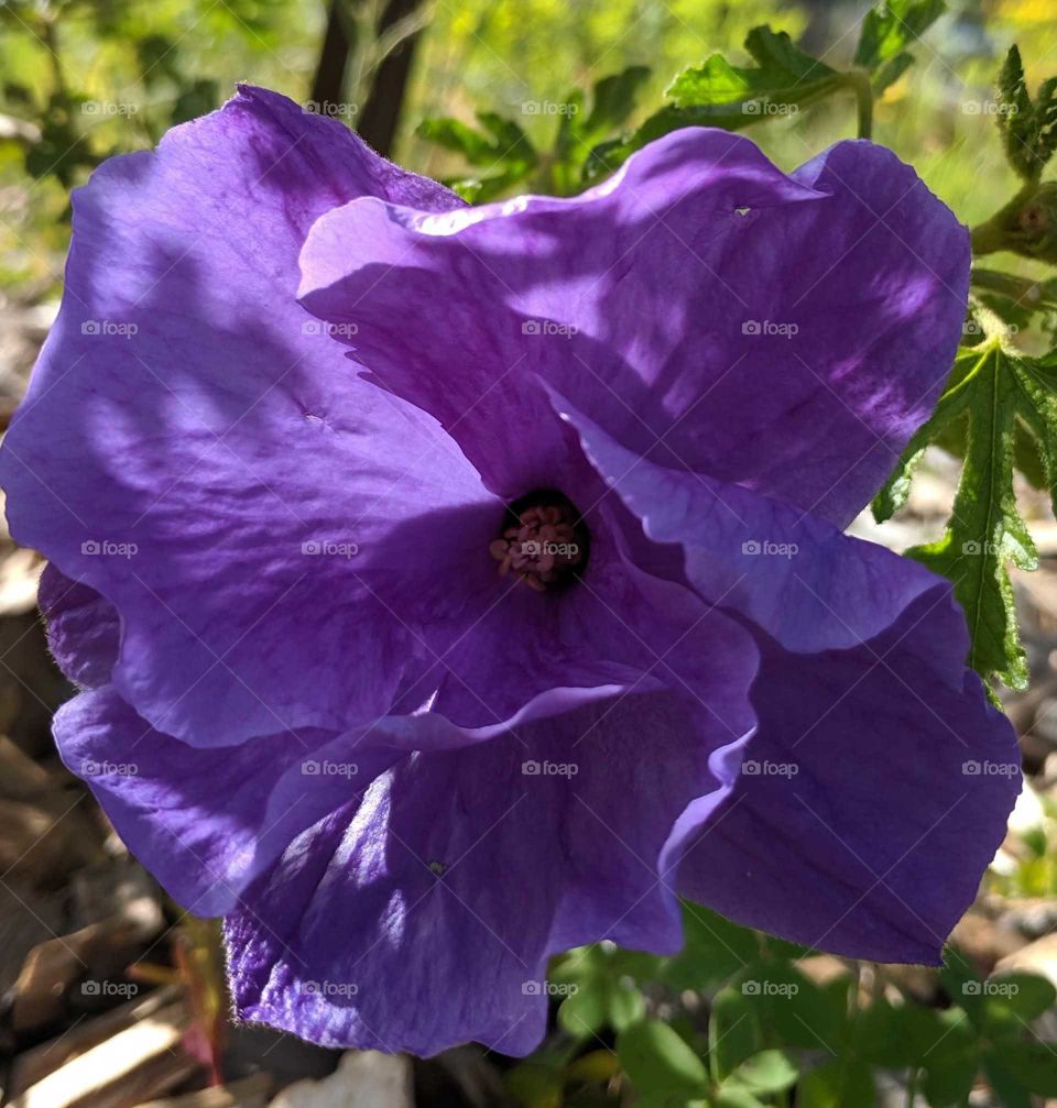 Closeup of beautiful big purple flower
