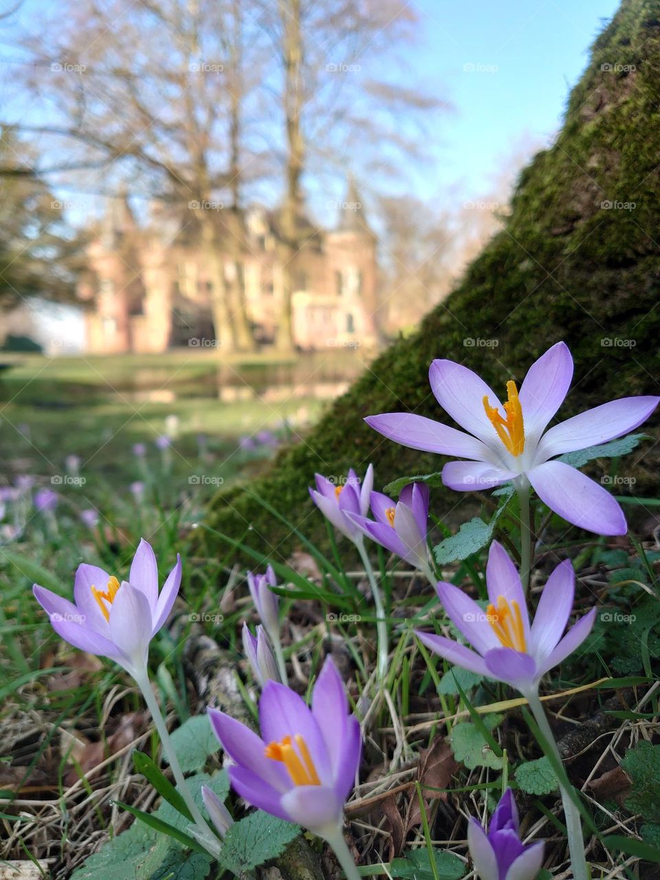 Crocus castle garden