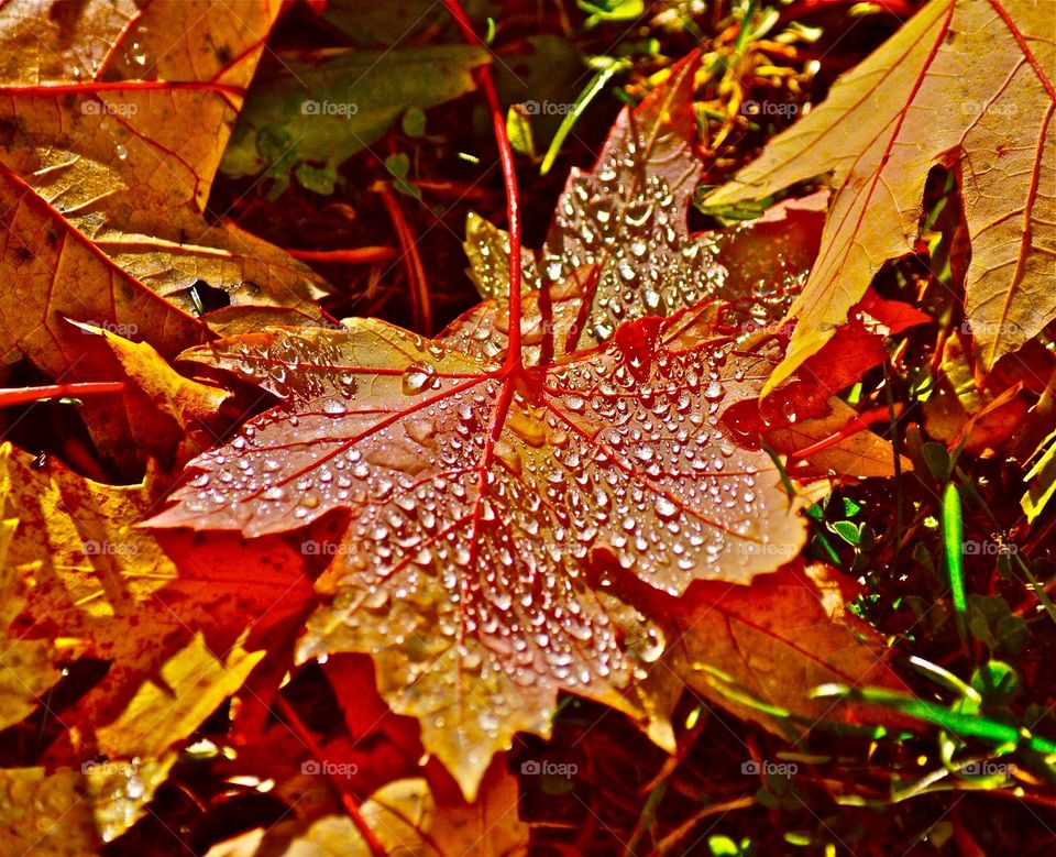Fall beauty ( Dewy Leafs ) Nature