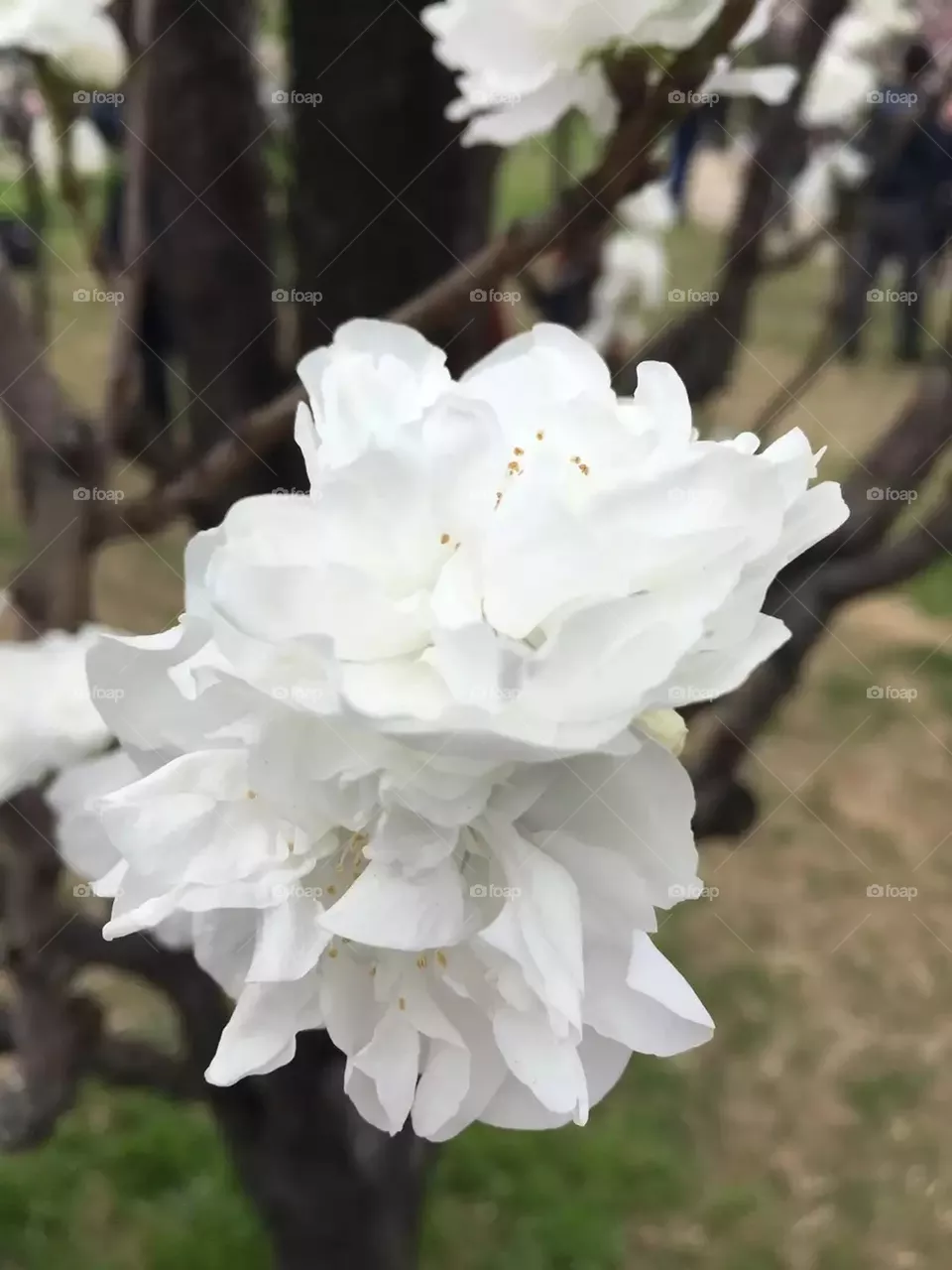 White Flowers