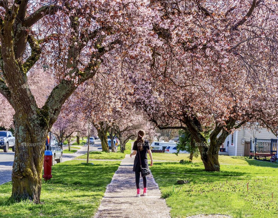 Girl under cherry blossom trees 