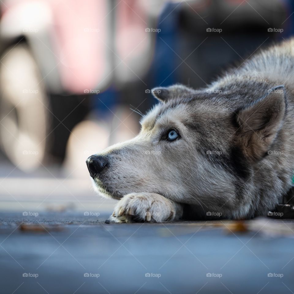 Blue eyed dog patiently waiting 