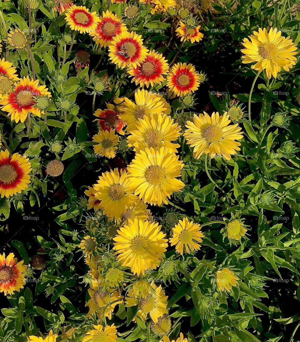 Sell your first photo on Foap