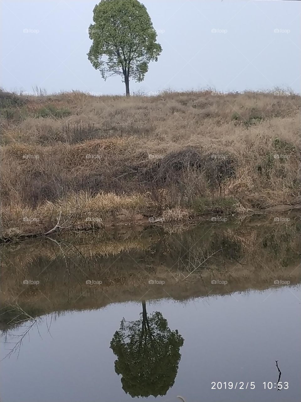 The tree's reflection in the water