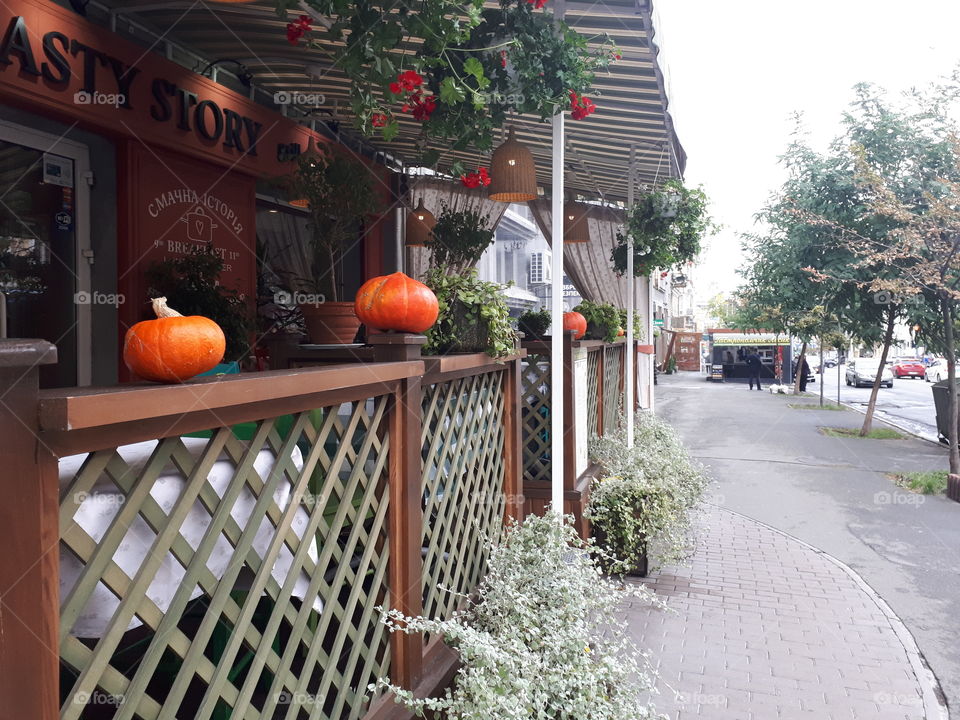 Pumpkins at the fence