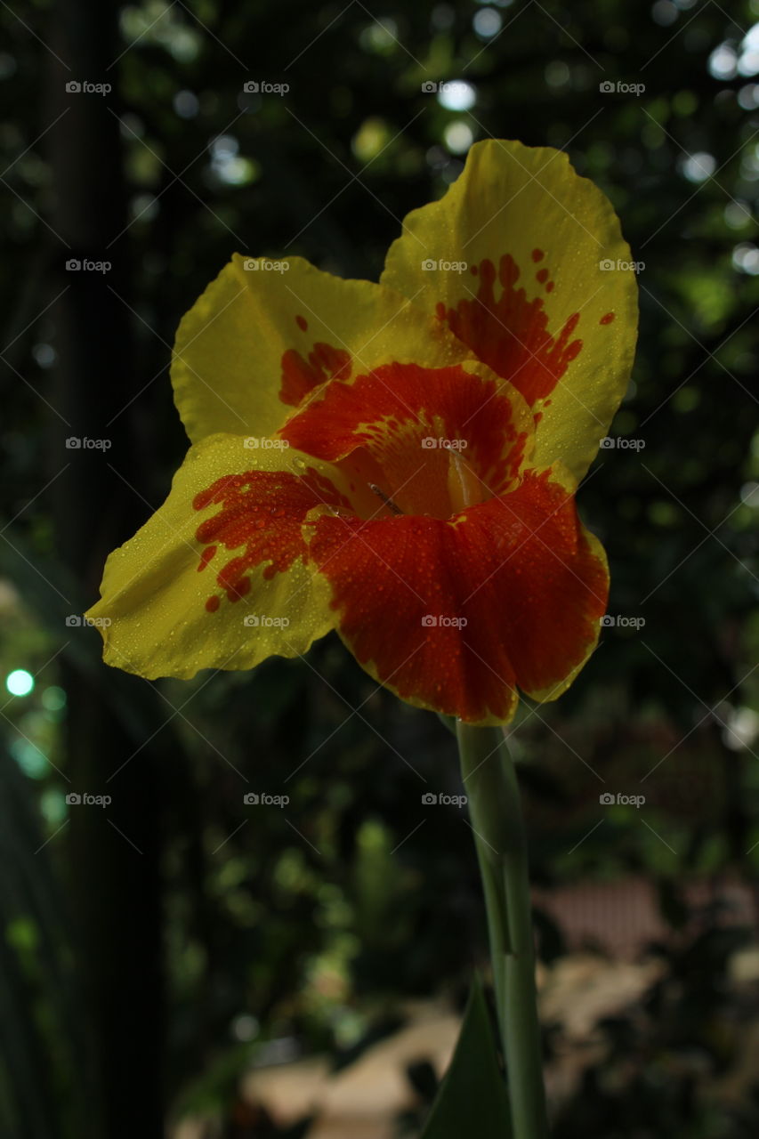 photo from my home Garden