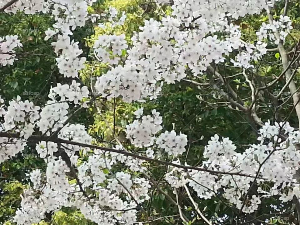 Tree, Flower, Branch, Season, Flora
