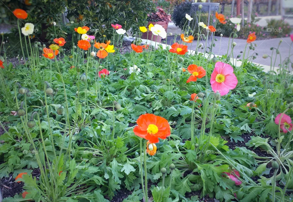 poppies