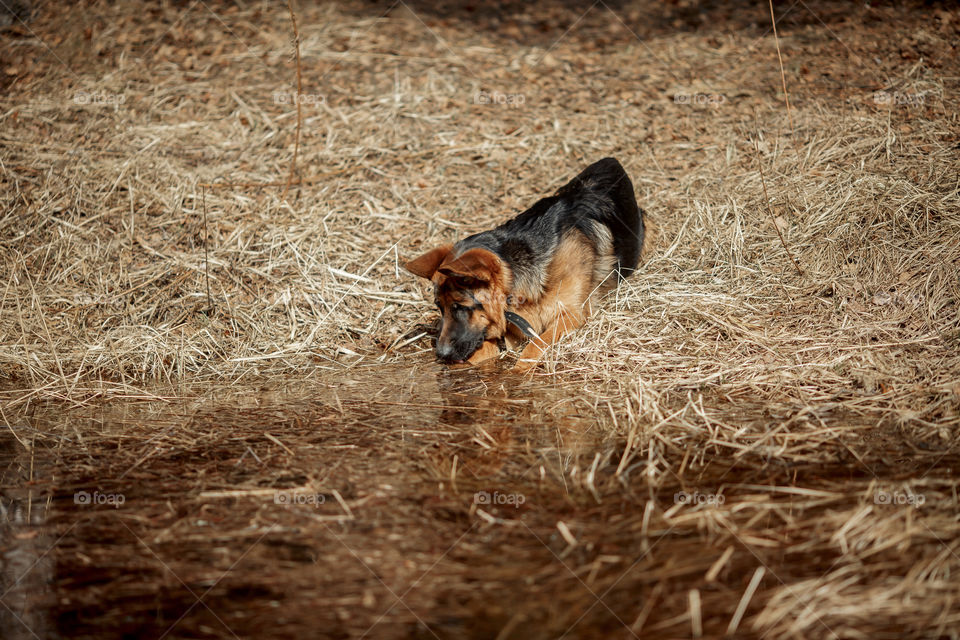 German shepherd young male dog walking outdoor at spring day