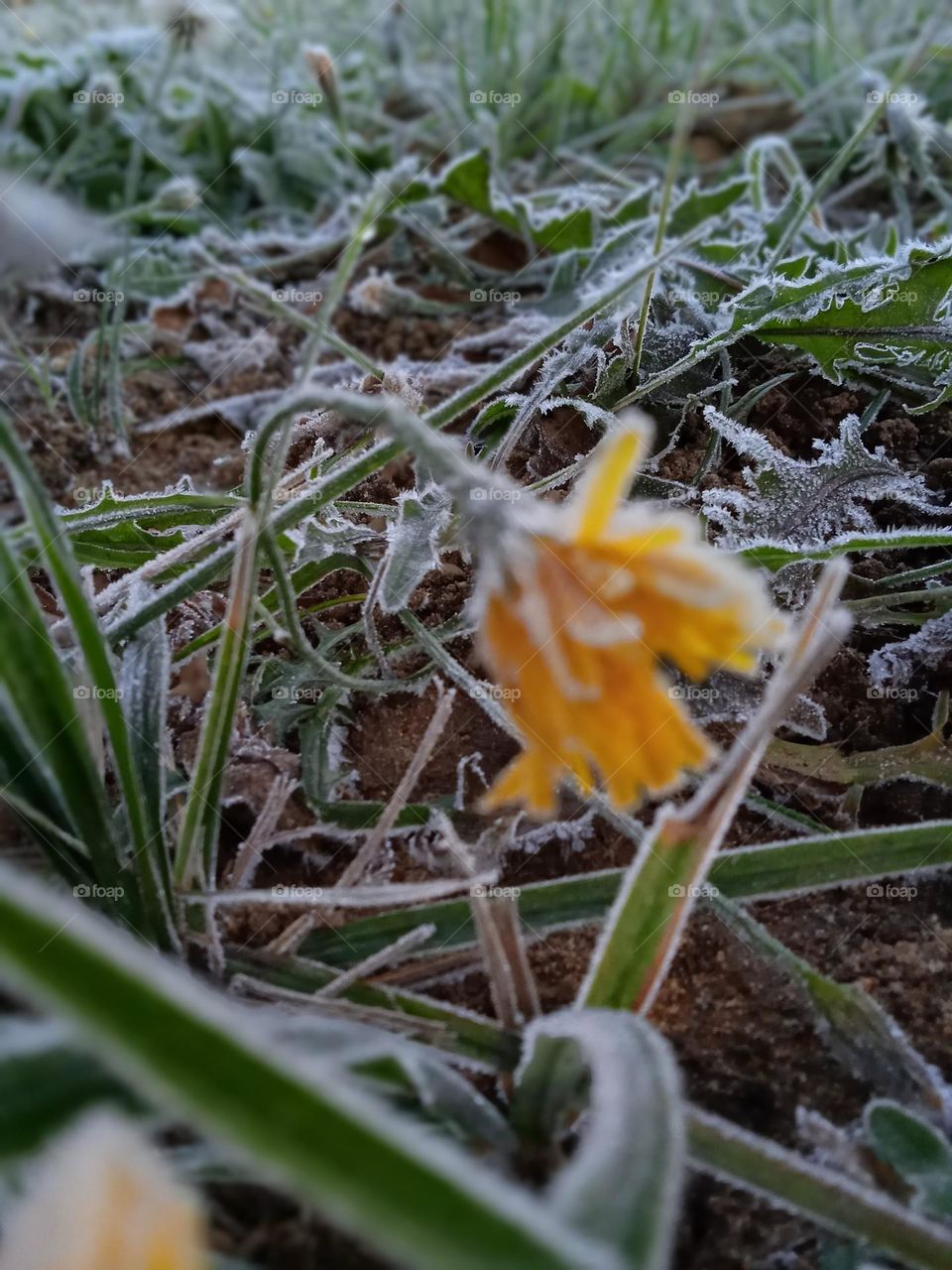 sonchus arvensis in October