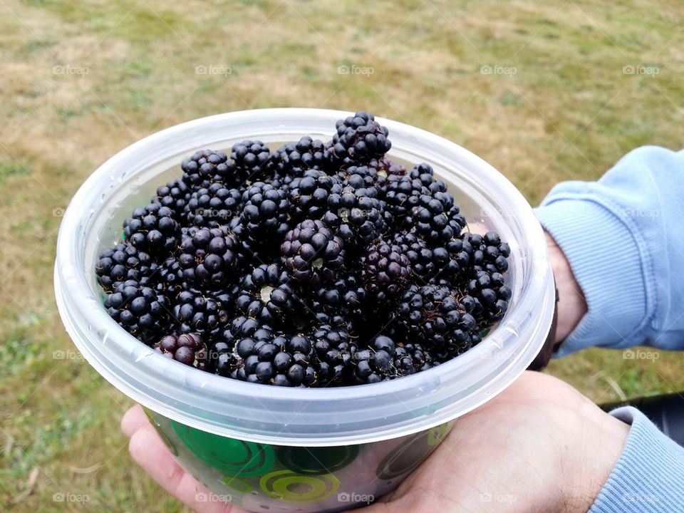 Port Ludlow Blackberries