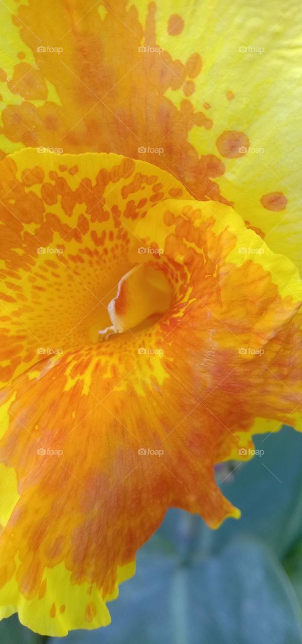 deep in to blooms 🏵️