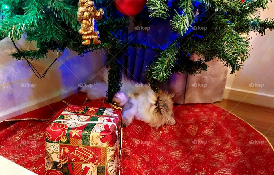 Essa árvore é minha, decretou a gatinha mais ranzinza e possessiva.