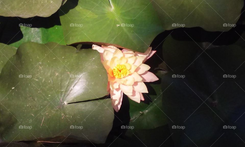 Close up shot of one of the lotus flowers during the Lotus Festival in Echo Park