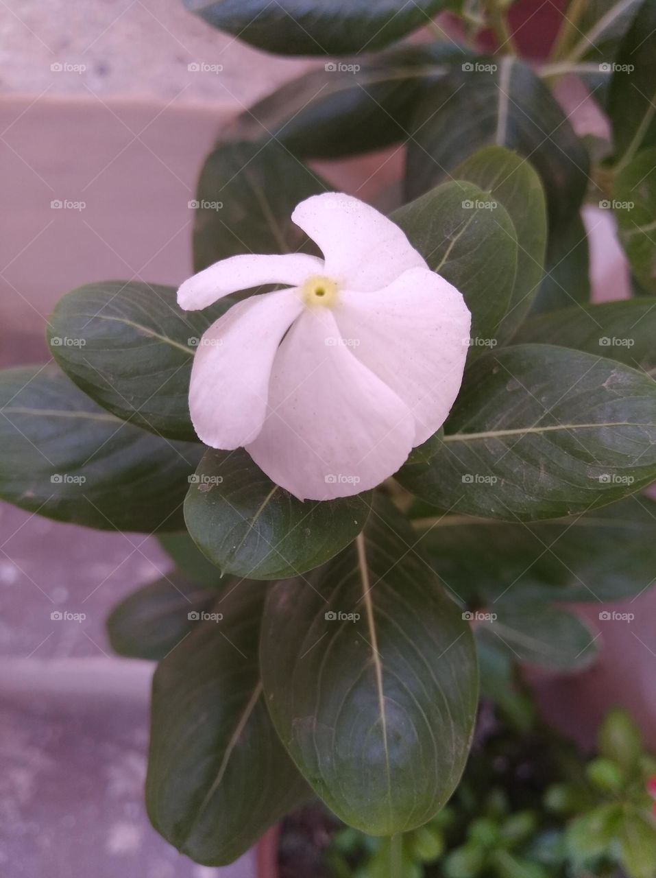 periwinkle white flower looks very beautiful generally found everywhere fresh seasonal