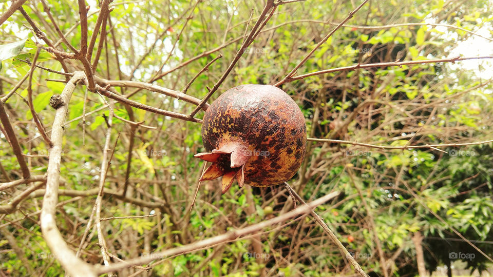 Um fruto chamado romã.
