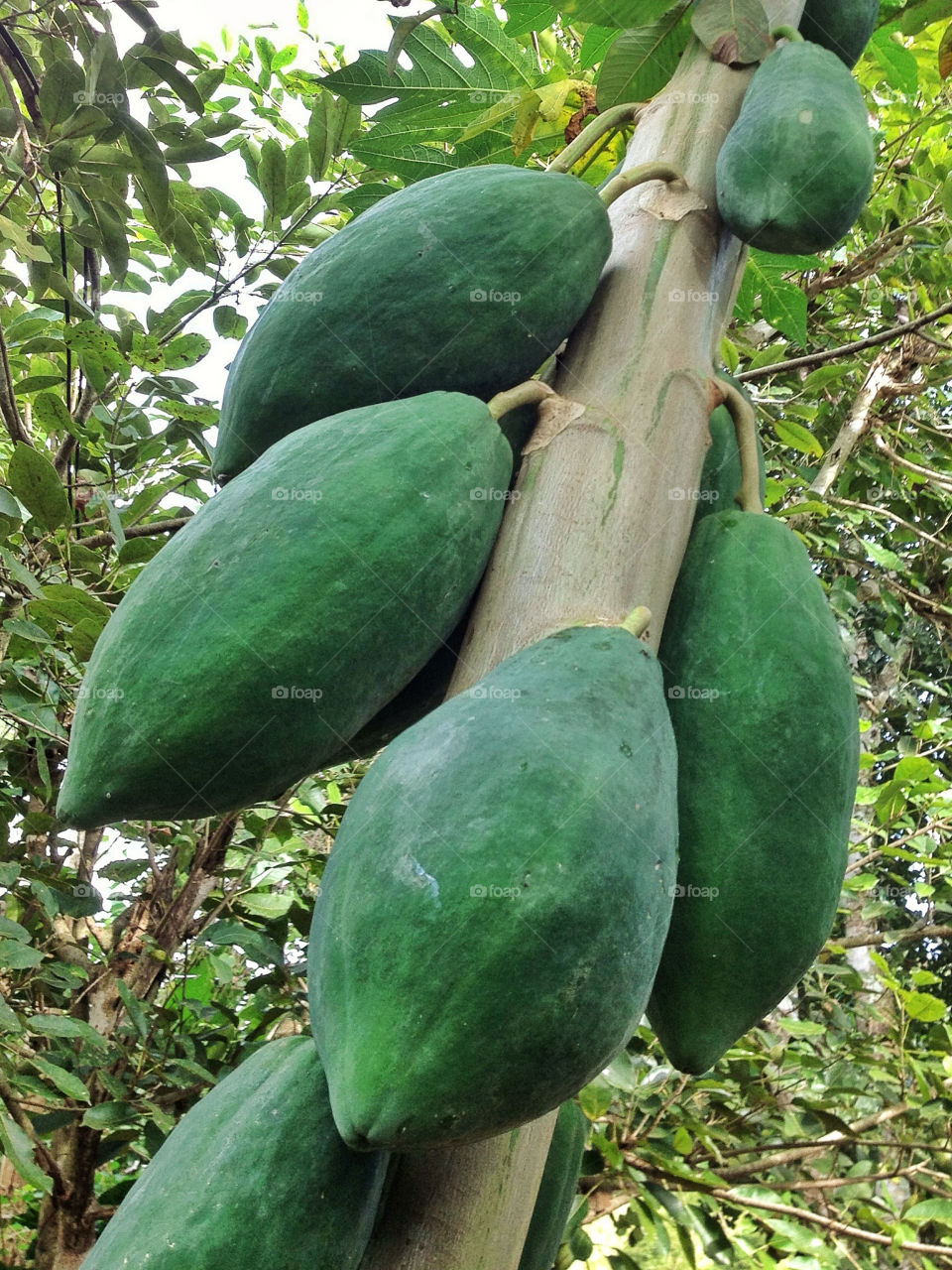 Green Fruit on Tree