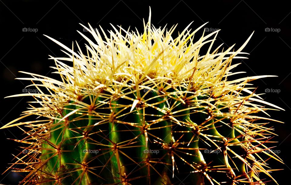 Cactus 