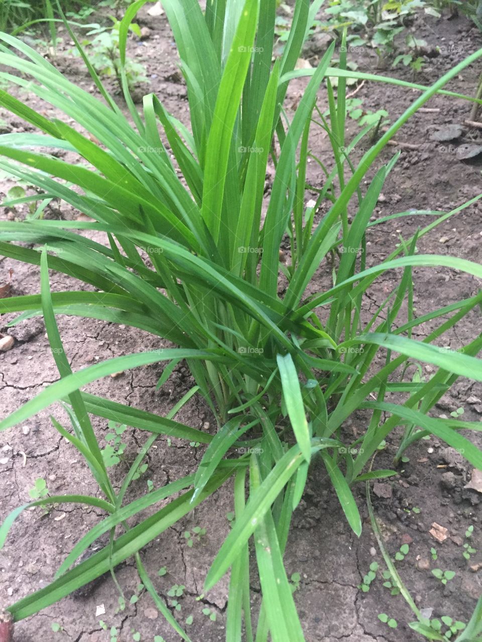 plant in dirt