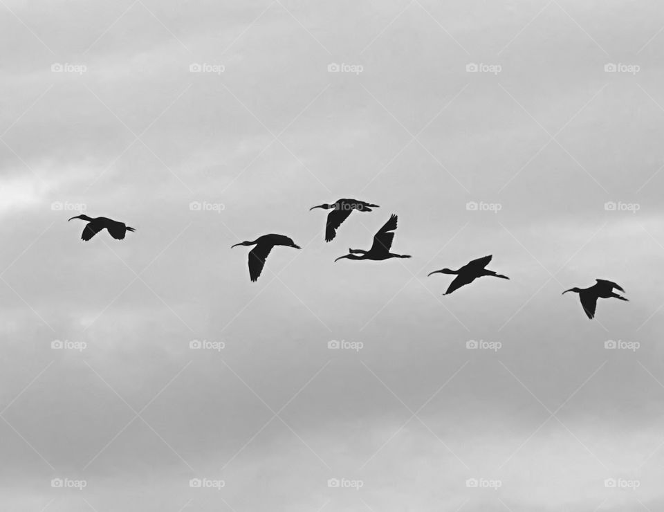 Bird photography - BW style - open sky