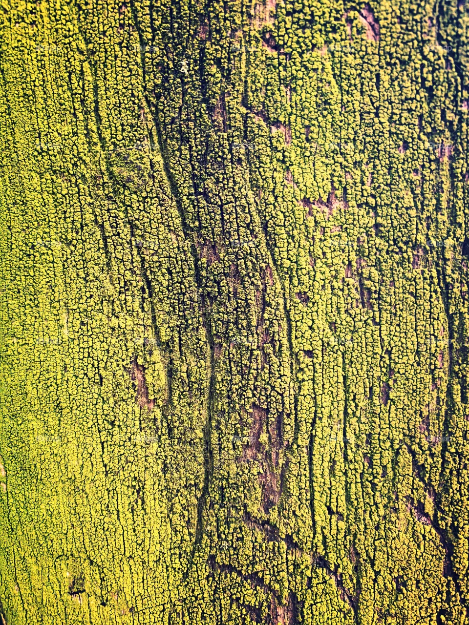 Moss