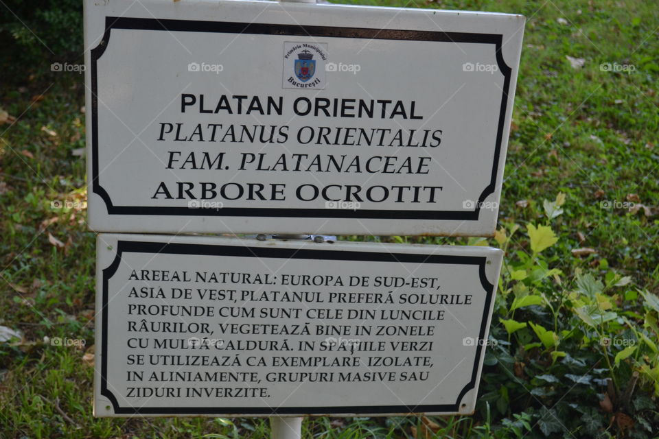 sign for old and rare tree