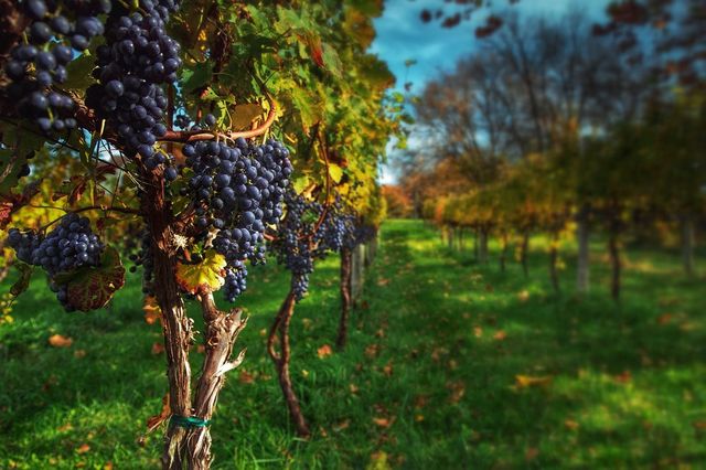 Grapes