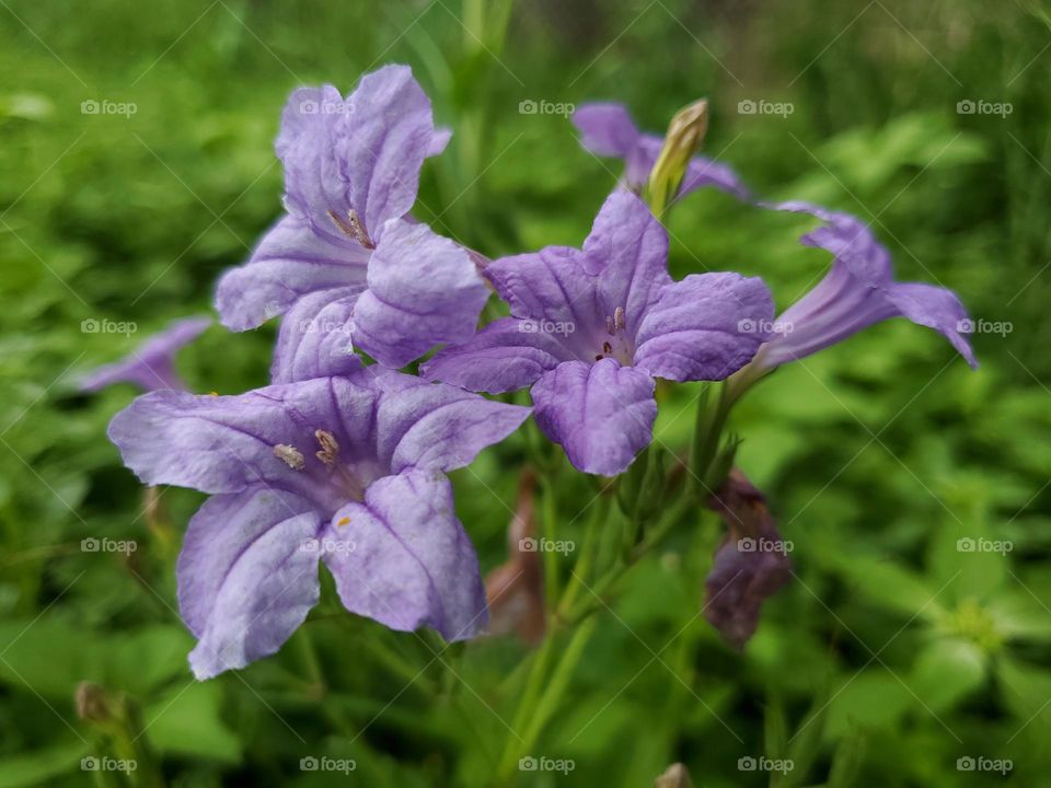 Ruellia nudiflora (Engelm. & A. Gray) Urb.
Violet Ruellia, Common Wild Petunia, Violet Wild Petunia, Wild Petunia, Hierba De La Calentura