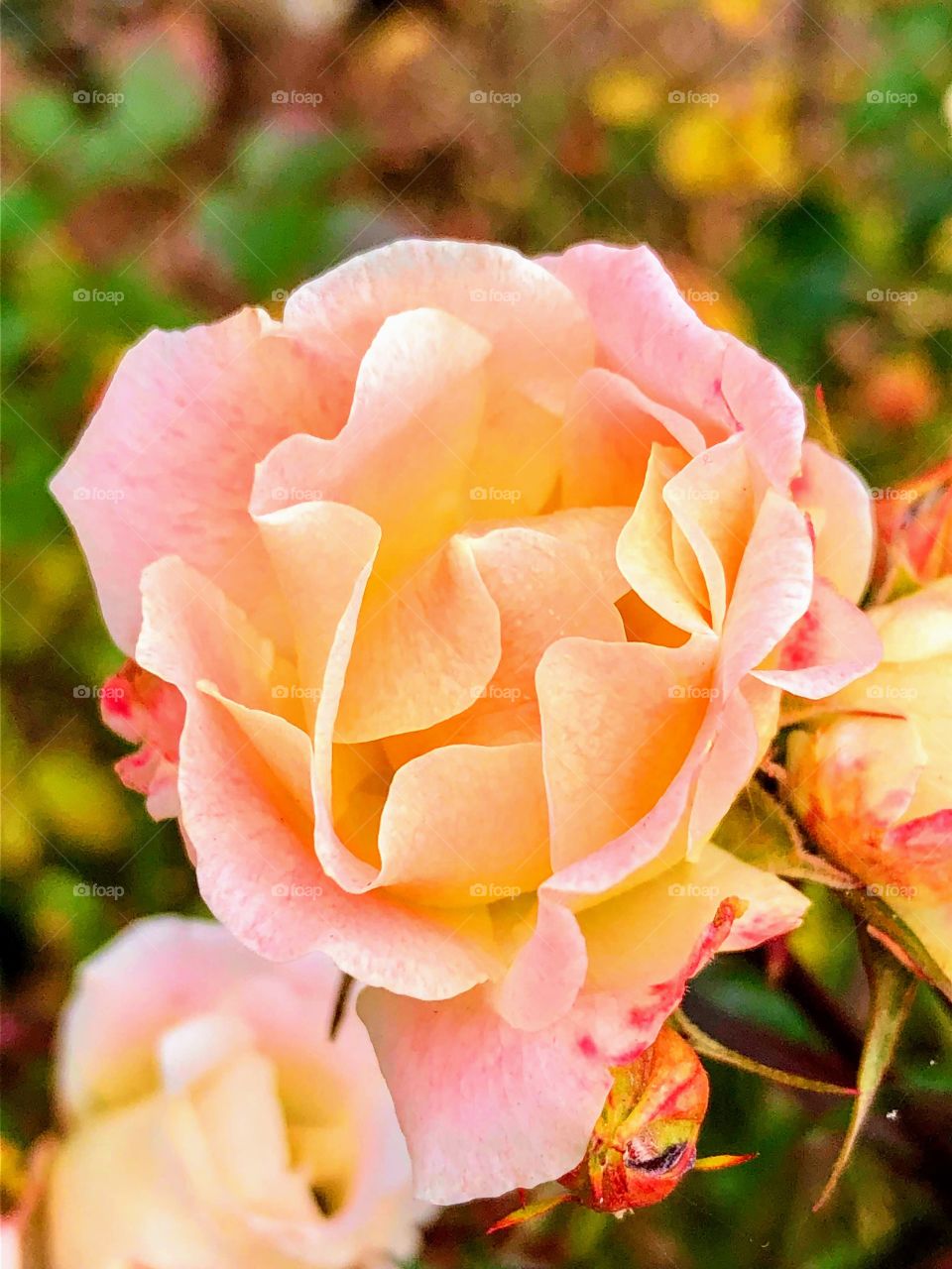 Tiny wild roses dot the landscape with splashes of bright color that change from flower to flower. 