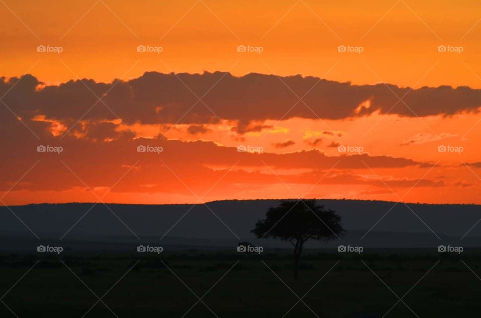 sunset in the masai mara