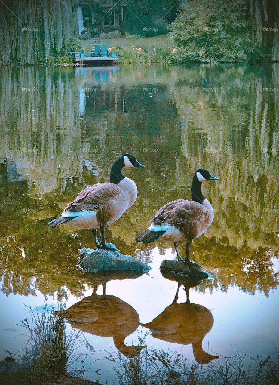 Standing geese mimicking one another 