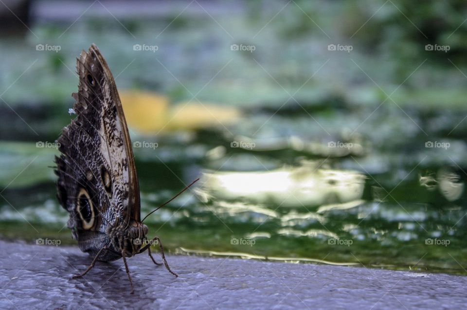 An owl butterfly resting near green-tinted water