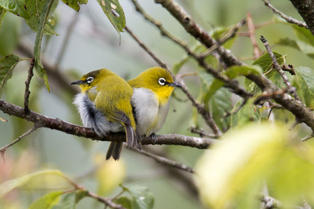 Oriental White-Eye