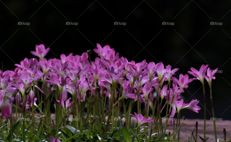 bunch of pink flowers on black background