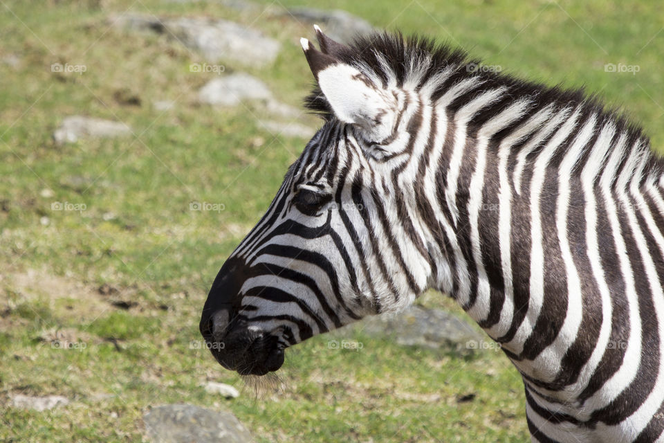 Close-up of Zebra