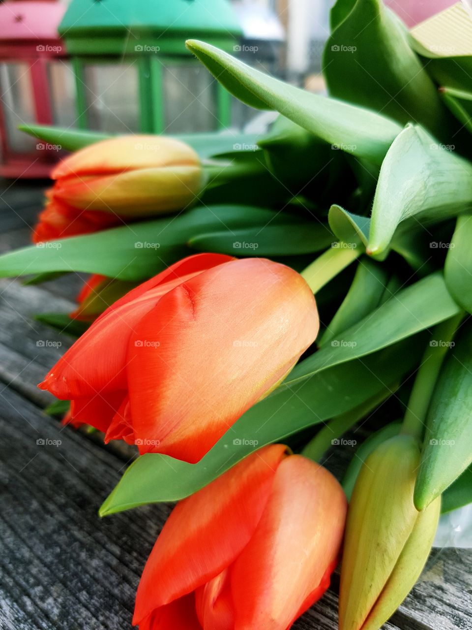tulipes /Tulips