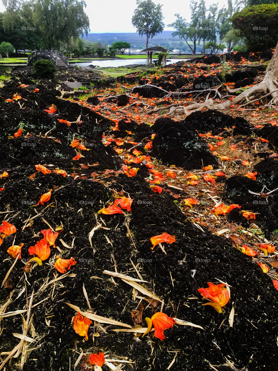 Fallen blooms at Liliʻuokalani Park and Garden