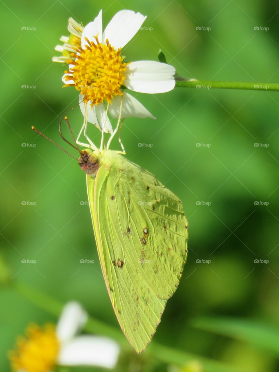 cloudless sulphur