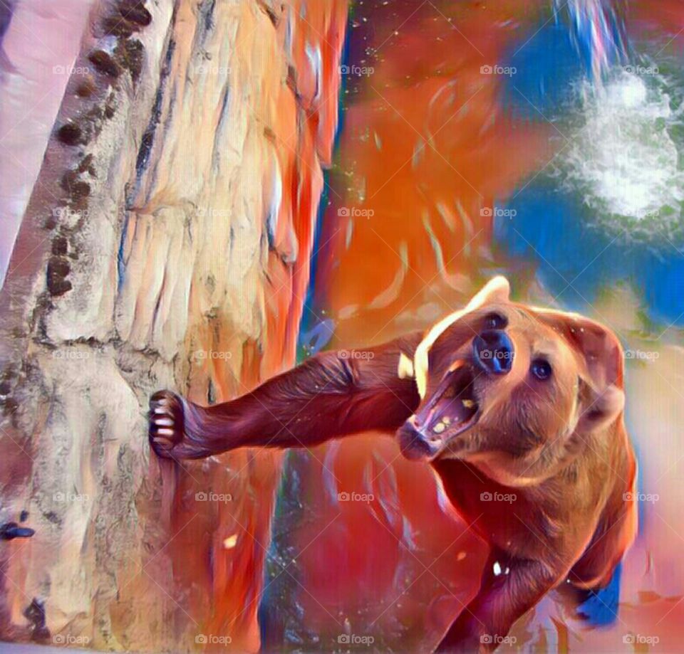 Bear