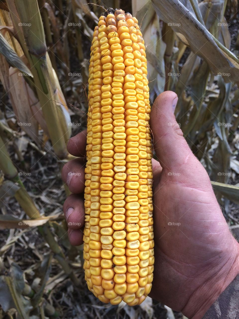 Corn cob almost ready for harvest 